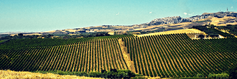 バローネ・モンタルト・ワイナリー バローネ・モンタルト・ワイナリー