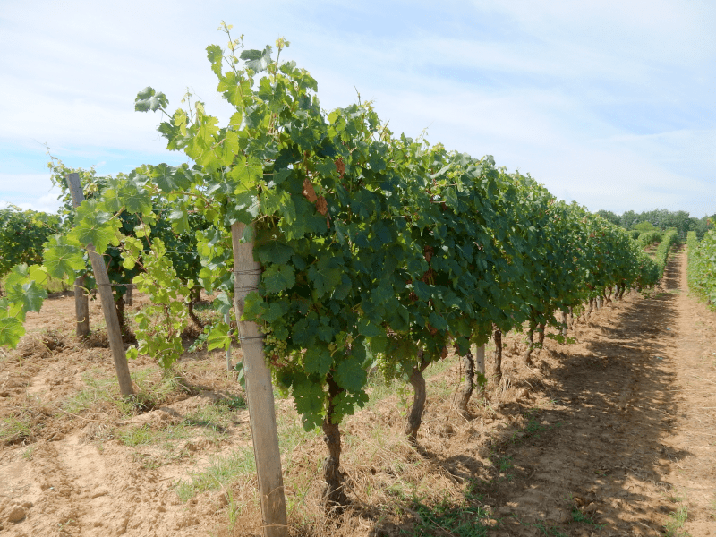 コルテーゼのブドウ園