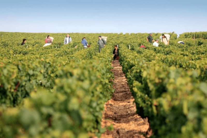 ドメーヌ・セルヴァン ワインケア