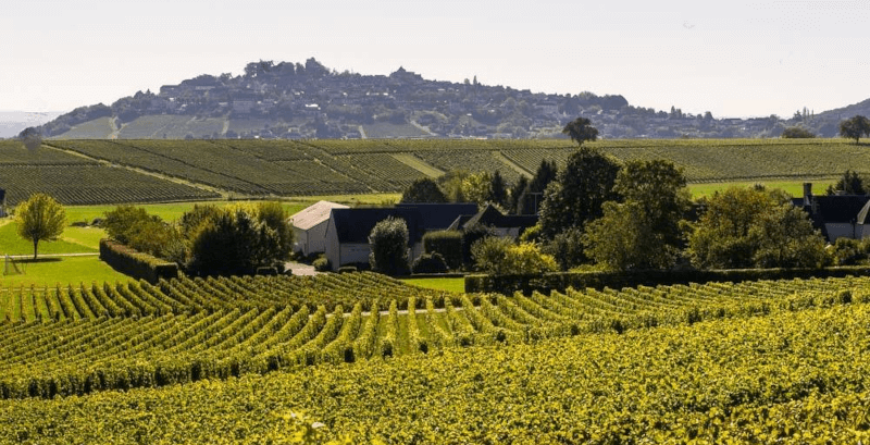 ドメーヌ・ドゥ・ラ・ガレンヌ・ヴィンヤード