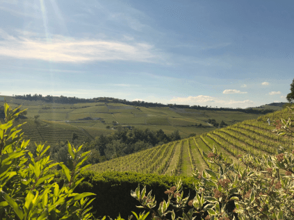 ロ・ゾッコラリオ・ヴィンヤード