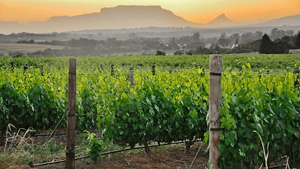 デルハイムに続く長いぶどう畑の列 デルハイムに続く長いぶどう畑の列