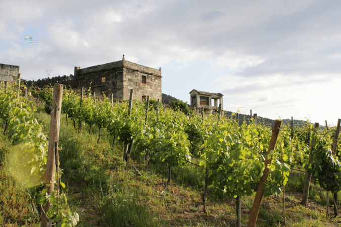 パゾ・ド・マル・ヴィンヤード