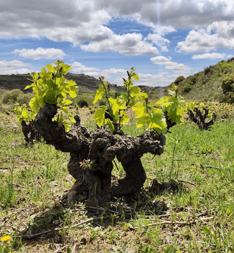 リオハの典型的な株仕立てのブドウ樹