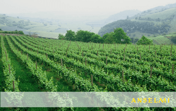 アジエンダ・アグリコラ ロベルト・アンセルミ アンセルミ