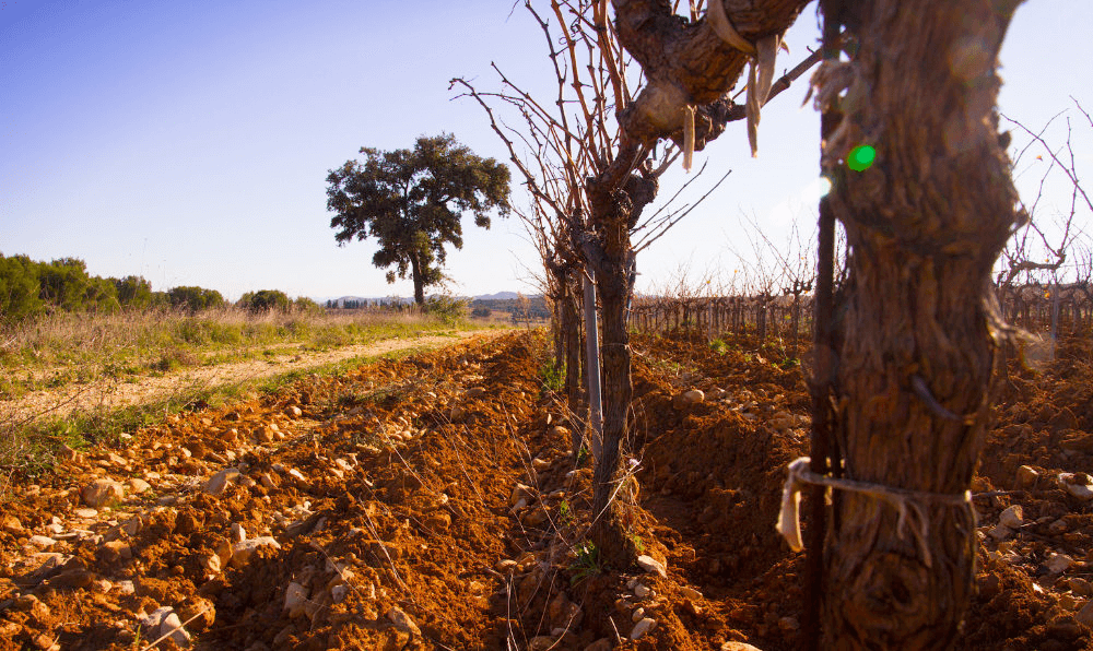 ドメイン名_la_Rocaliere