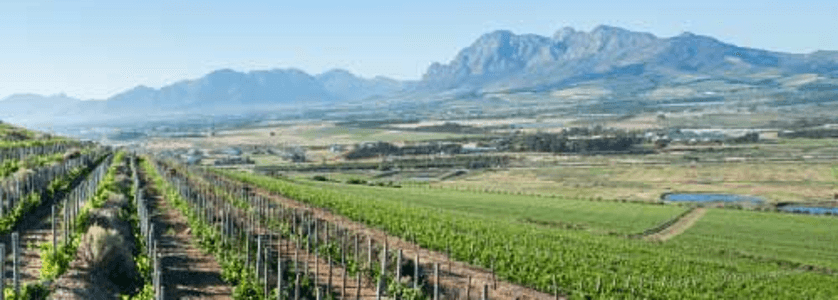 フェアビュー・ヴィンヤーズ-1