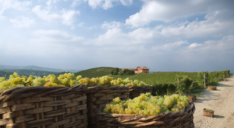 フォンタナフレッダ ヴィンヤード ピエモンテ フォンタナフレッダ ヴィンヤード ピエモンテ