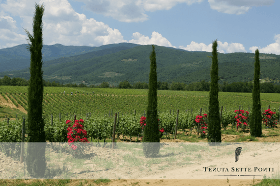 テヌータ・セッテ・ポンティ