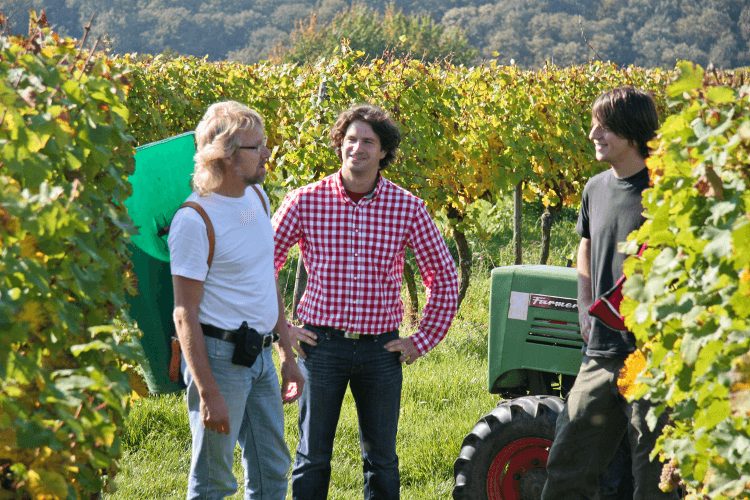 Trenz_Weinlese59957f069453f