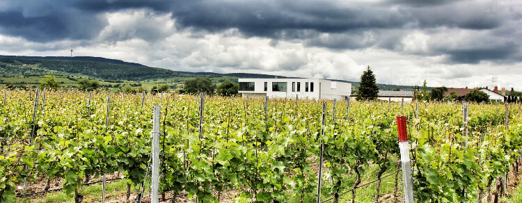 ワイナリー トーマス・ヘンゼル バート・デュルクハイム