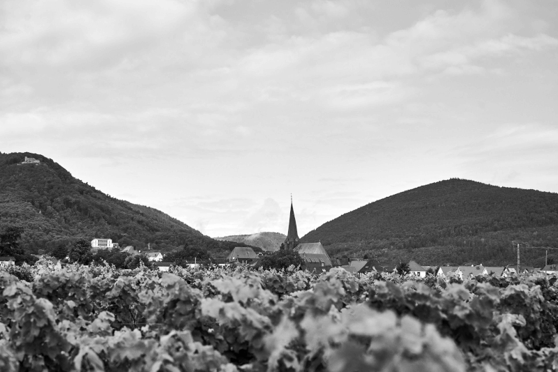 ワイナリー_ステファン・マイヤー