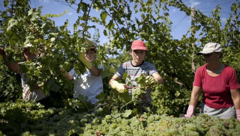 ヴィティコルトーリでのブドウの収穫 ヴィティコルトーリでのブドウの収穫