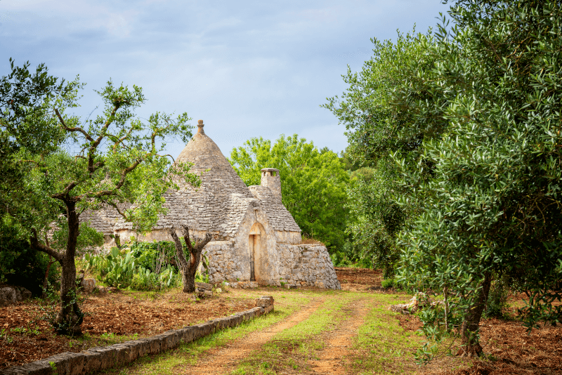 Olivenhain in Apulien mit traditionellem Trullo-Rundhaus Olivenhain in Apulien mit traditionellem Trullo-Rundhaus