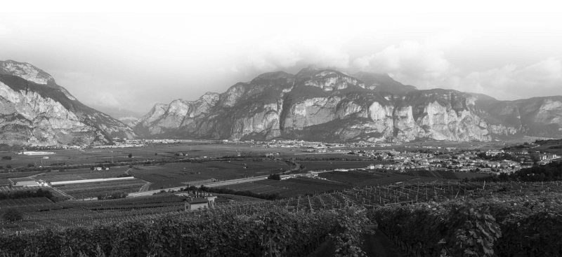 デ・ヴェスコヴィ・ウルツバッハ・ヴィンヤード・イン・ザ・ヴァレー