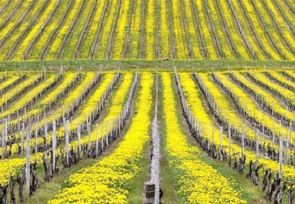 ヴィンヤード・スタッティ