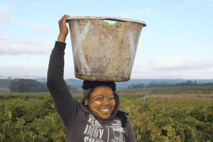 ステレンラストでの収穫 ステレンラストでの収穫