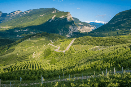 トレンティーノのブドウ畑