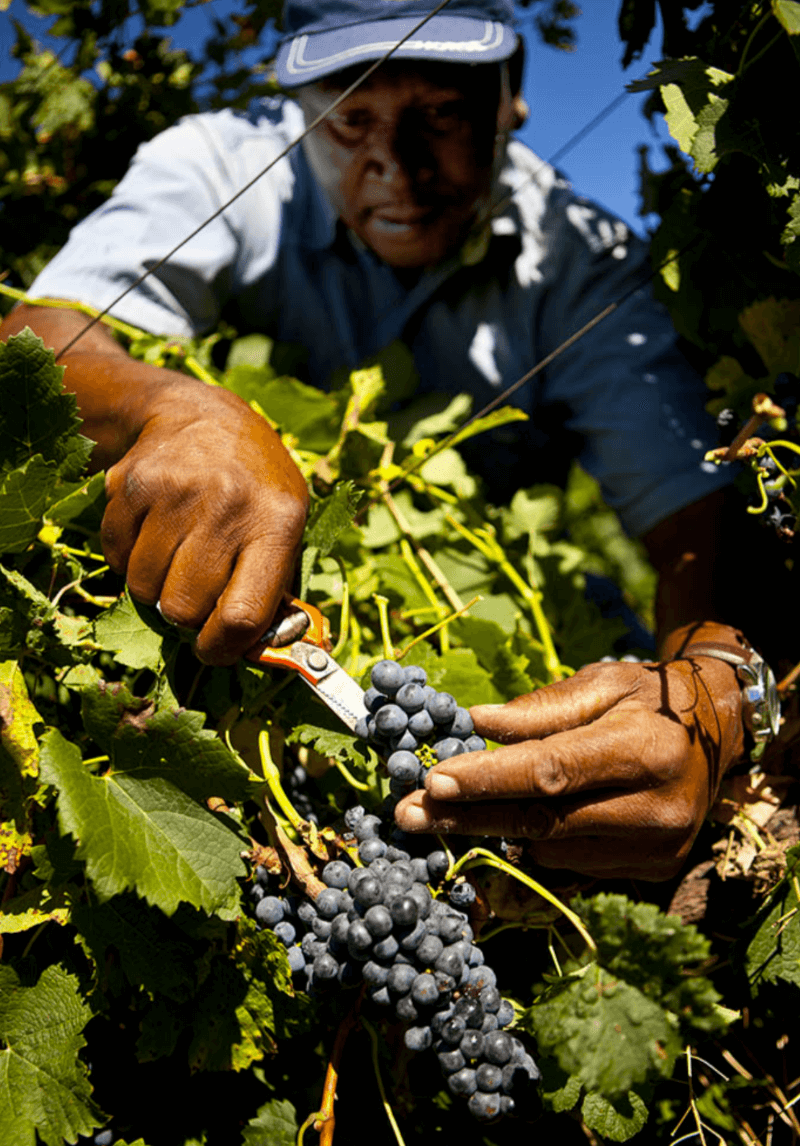 ヴィリエラワインのブドウ ヴィリエラワインのブドウ