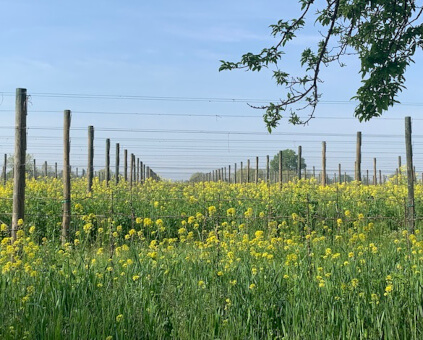 ジノ・ブリゾット ブドウ畑での持続可能性 ジノ・ブリゾット ブドウ畑での持続可能性