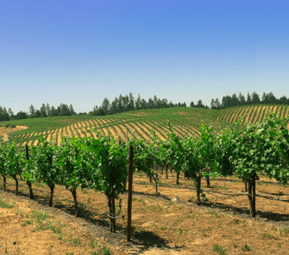 ベリンジャー・ヴィンヤーズ