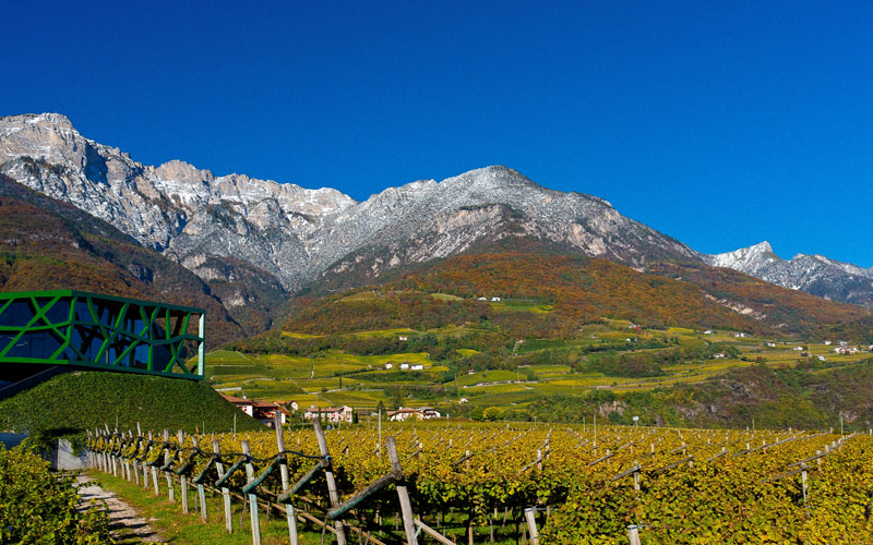 カンティーナ・トラミン ブドウ畑