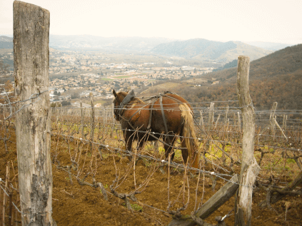 ビオディナミによるブドウ栽培 ビオディナミによるブドウ栽培