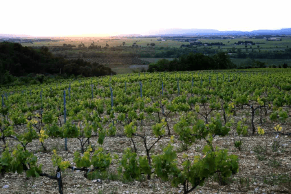 プロノのブドウ畑、砂利の土壌がよくわかる