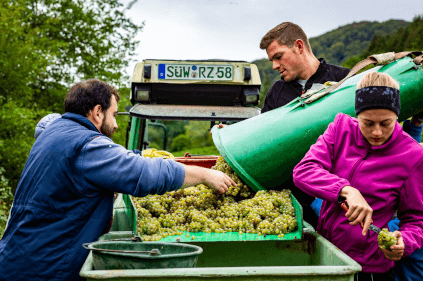 レブホルツで収穫