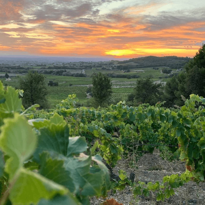 メゾン・ラヴォー シャトー・マウコイル ヴィンヤード