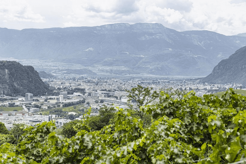 ロアッカー社のブドウ畑を見渡す