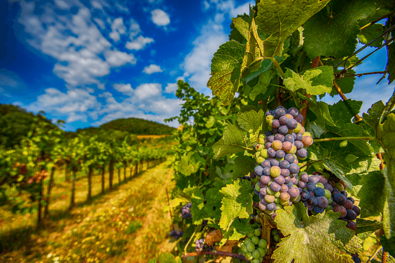 メルローのブドウがなっているブドウ畑