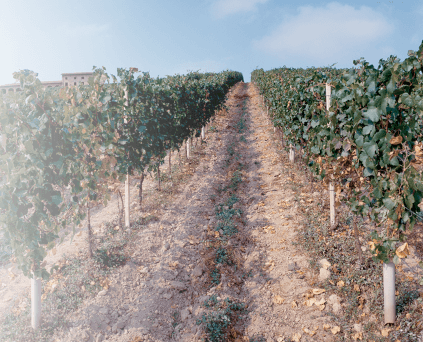 ベルサーノのブドウ樹