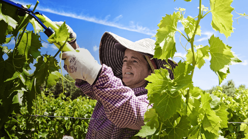 ブドウ畑での作業