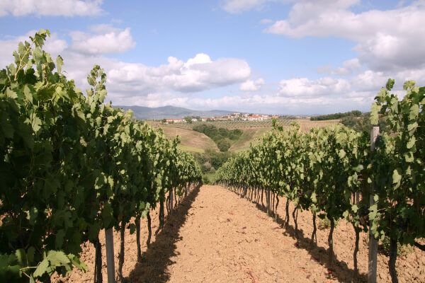 ファットーリア・モンテッローリのブドウ畑 ファットーリア・モンテッローリのブドウ畑