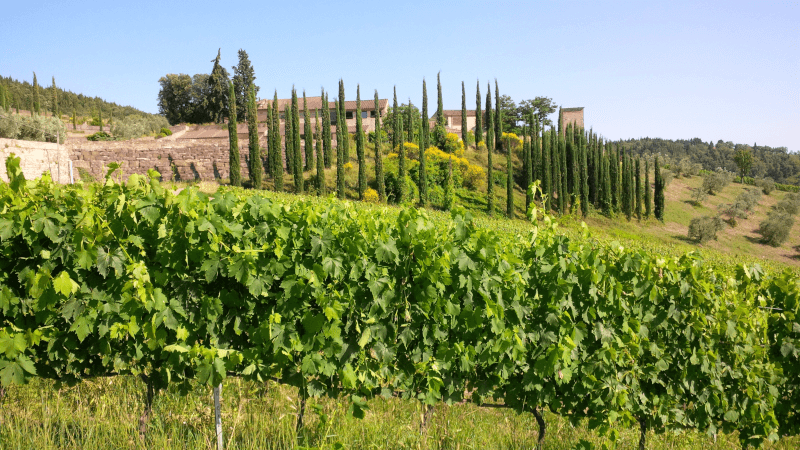 Isole e Olena のブドウ畑