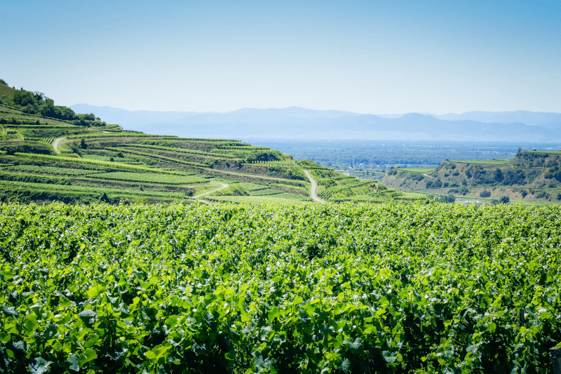 バーデン・ヴィンヤード バーデン・ヴィンヤード