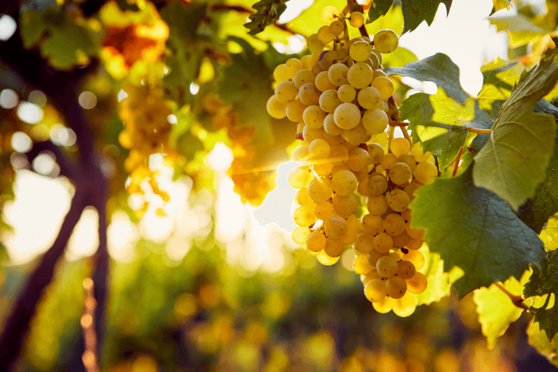 Der Chardonnay - die emblematische Burgund-Rebsorte