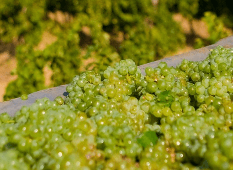 ゴールデンカーン・ヴィンテージ ゴールデンカーン・ヴィンテージ