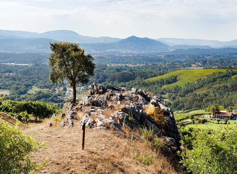アルトス・デ・トロナ・ヴィンヤード アルトス・デ・トロナ・ヴィンヤード