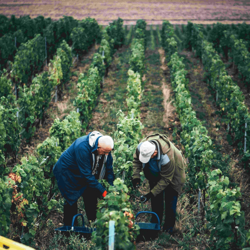 ジョセフ・ペリエのブドウ畑にて