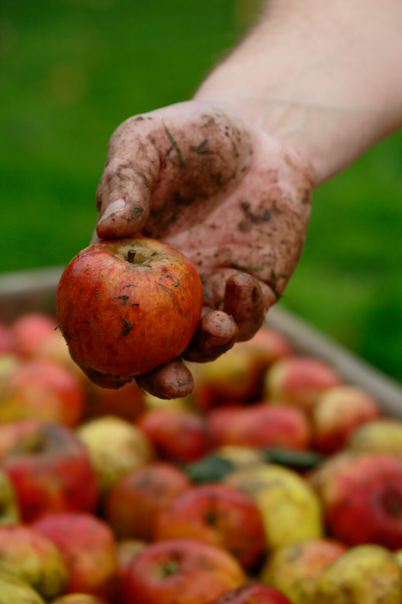 Aepfel Distillerie des Ambres