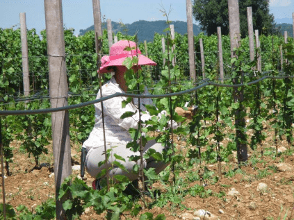 リス・ネリスでの収穫