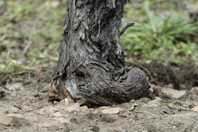 カンティーナ・テルランの急斜面には古いブドウの木が繁茂している