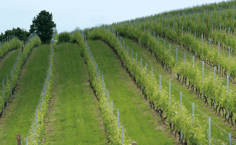 Die begrünten Weinberge des Guts