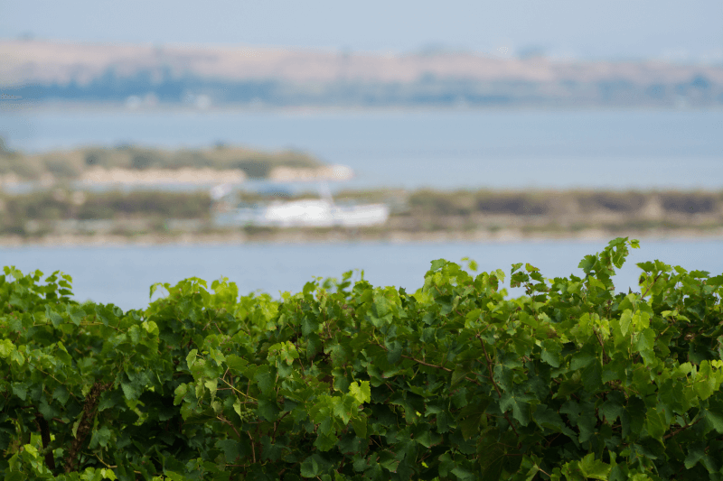 モンタニャック周辺のヴィニョーブルたち 海に近い葡萄畑 モンタニャック周辺のヴィニョーブルたち 海に近い葡萄畑