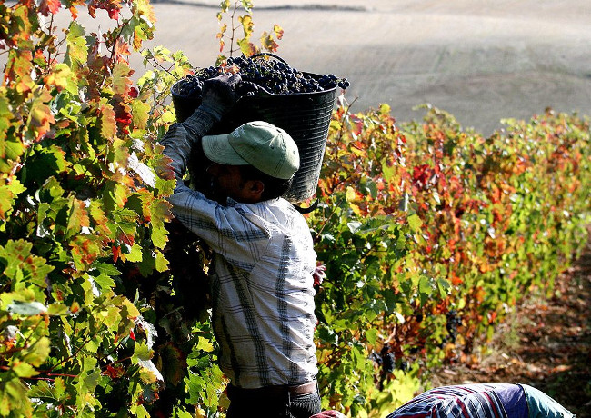 アルトス・デ・リオハのブドウの収穫
