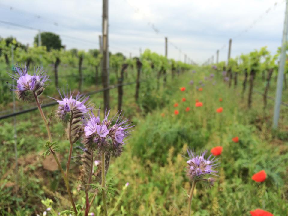 アイマンワインライン