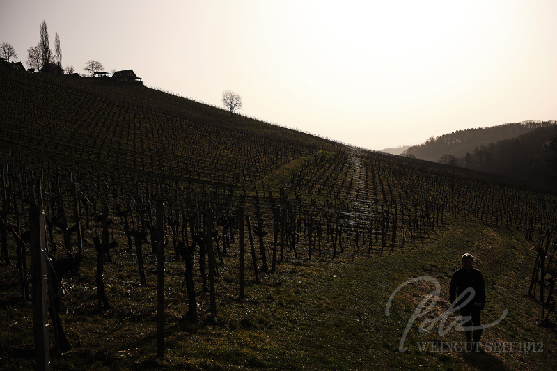 ポルツワイナリーのテロワール