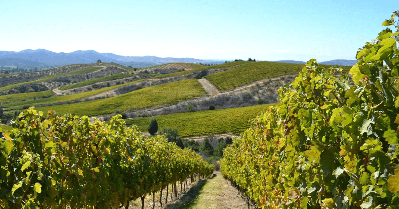 マウル・ヴァレーの丘陵地帯でのブドウ栽培